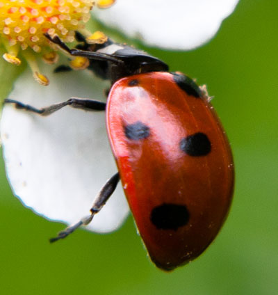 Coccinella septempunctata